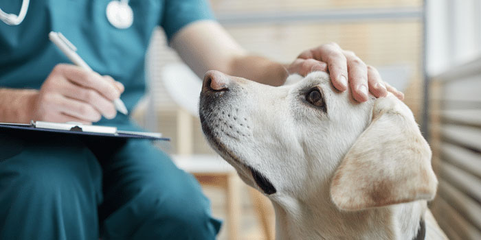 Pet Vet 2025